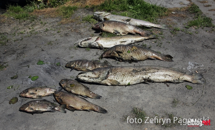 Katastrofa ekologiczna na rzece Drużno