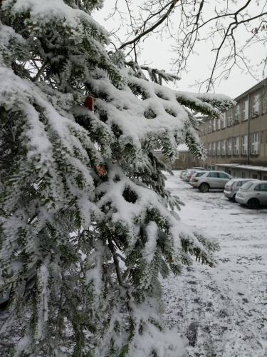Śnieżnie w listopadzie. W Elblągu i na Wysoczyźnie sypnęło śniegiem