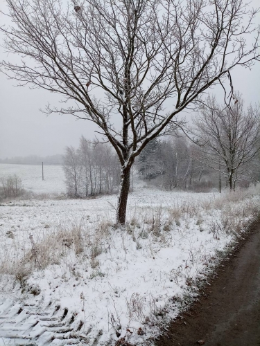 Śnieżnie w listopadzie. W Elblągu i na Wysoczyźnie sypnęło śniegiem