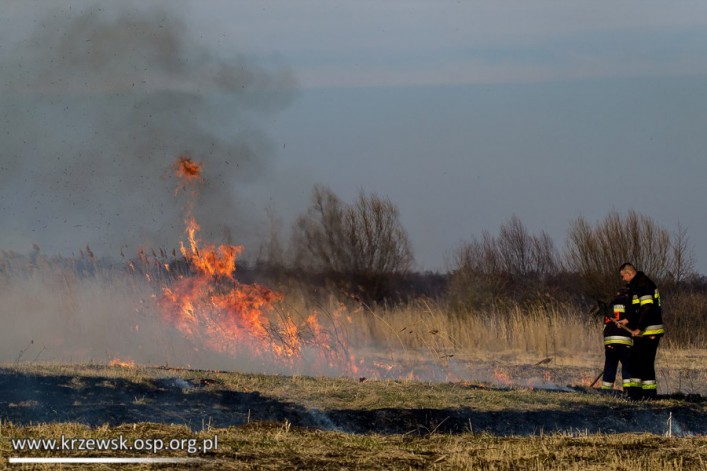Strażacy z Krzewska walczyli z płonącymi trawami (foto)