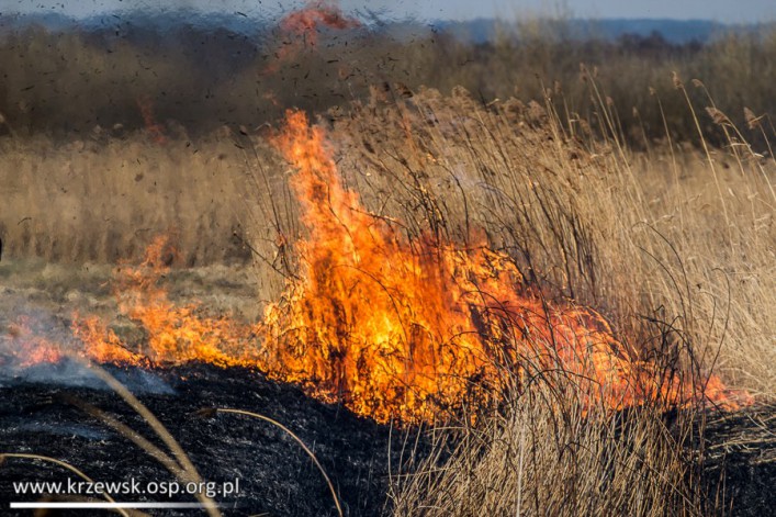Strażacy z Krzewska walczyli z płonącymi trawami (foto)