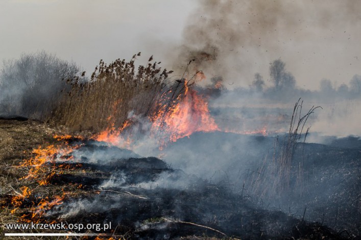 Strażacy z Krzewska walczyli z płonącymi trawami (foto)