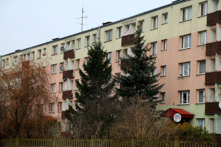 Świerki przy ul. Różanej 