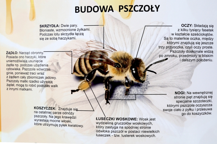 W Elblągu stanął kolejny domek dla murarek 