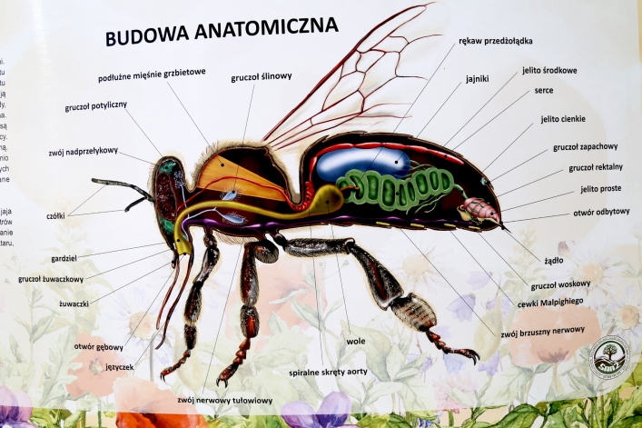 W Elblągu stanął kolejny domek dla murarek 