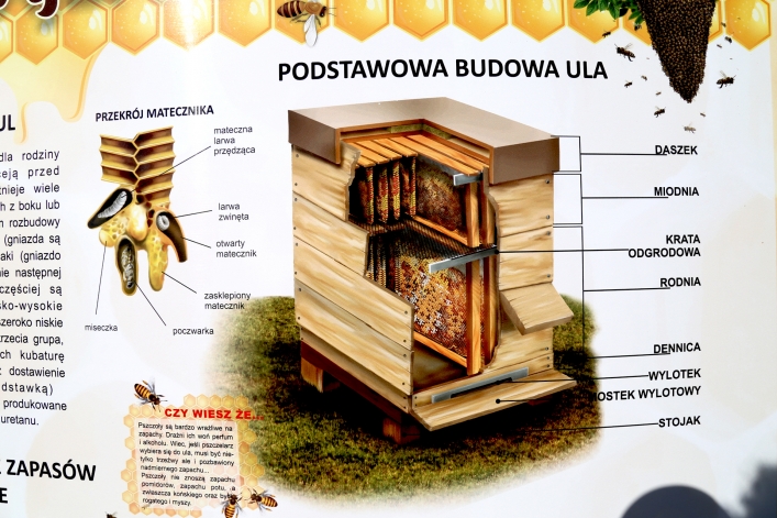 W Elblągu stanął kolejny domek dla murarek 
