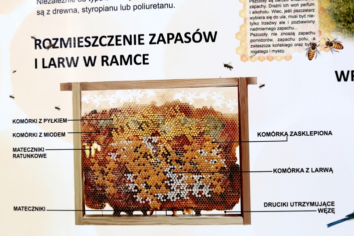 W Elblągu stanął kolejny domek dla murarek 