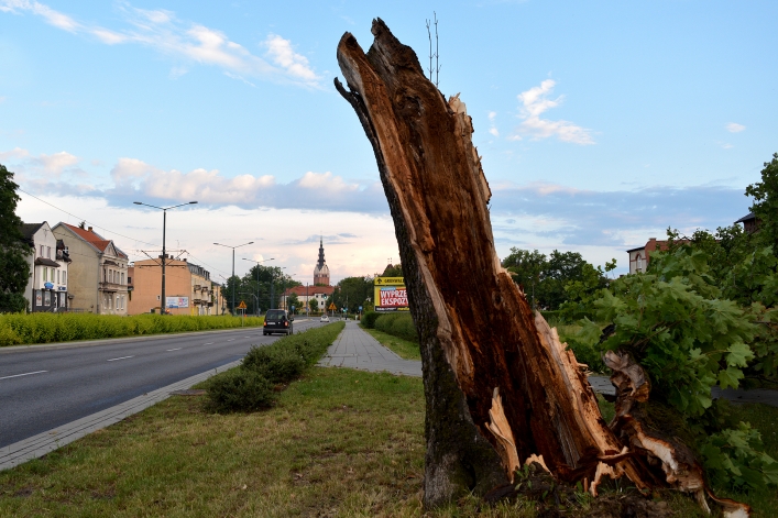 Wichura w Elblągu. Wiele połamanych drzew