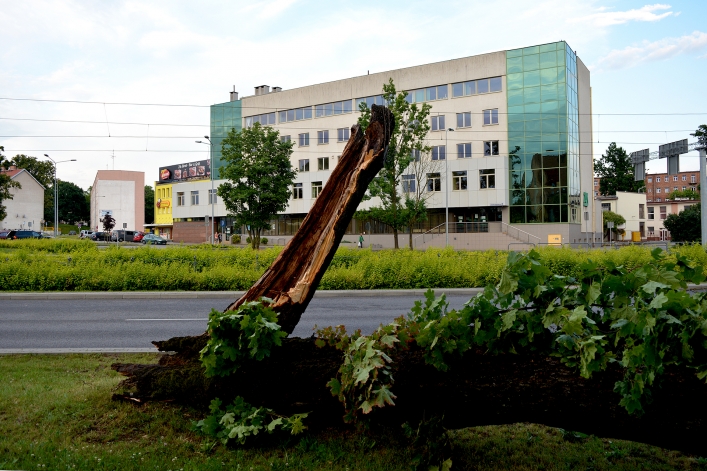 Wichura w Elblągu. Wiele połamanych drzew