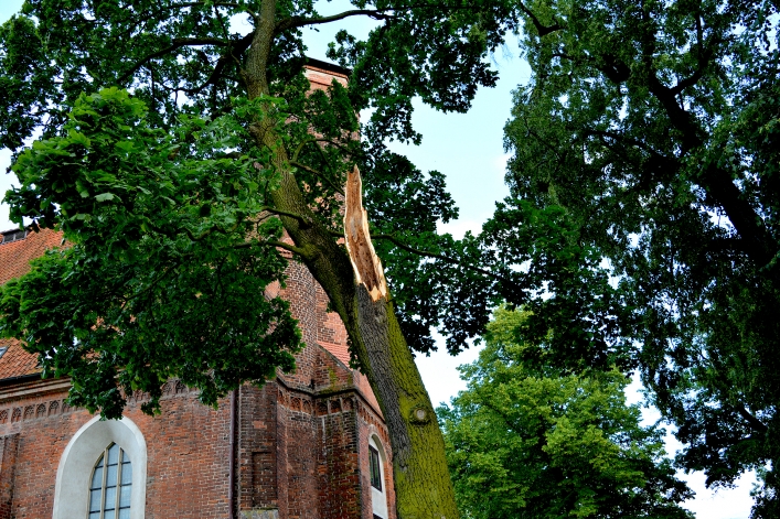 Wichura w Elblągu. Wiele połamanych drzew