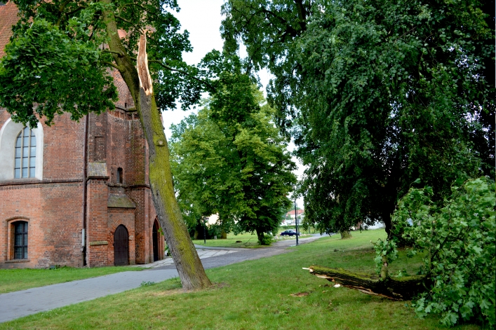 Wichura w Elblągu. Wiele połamanych drzew