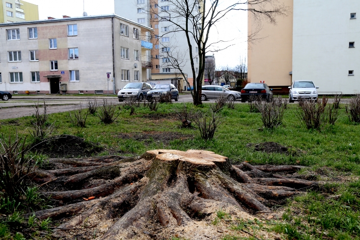 Wycięte drzewa przy Placu Wolności