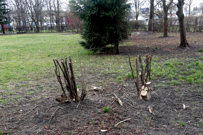 Wycięte drzewa przy Placu Wolności
