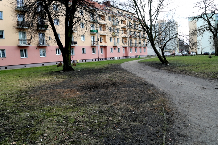 Wycięte drzewa przy Placu Wolności