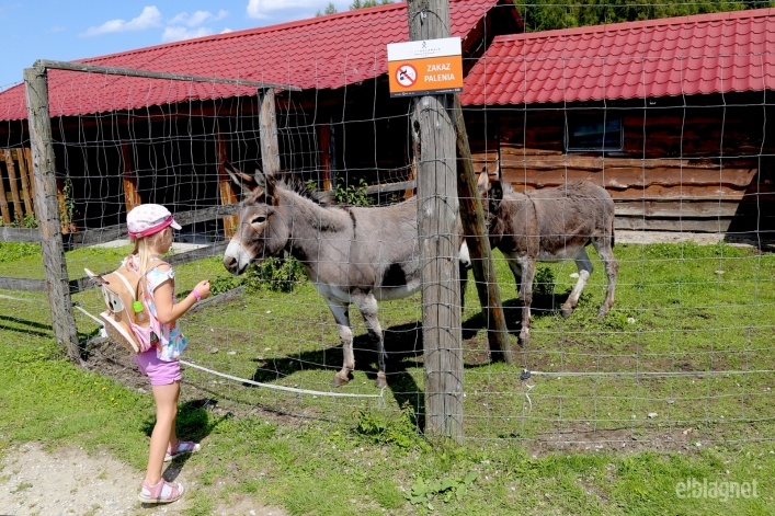 Wygraj bilety do Nowej Holandii! (+ zdjęcia)