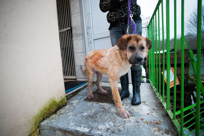 Wyrywają zwierzęta z rąk śmierci: Inspektorzy elbląskiego oddziału OTOZ ANIMALS