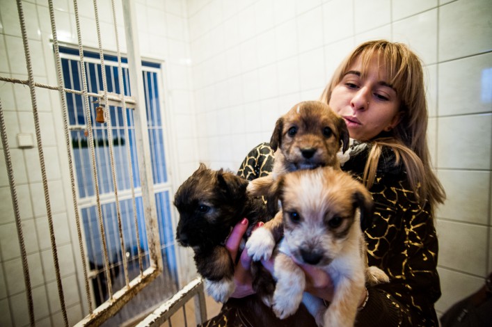 Wyrywają zwierzęta z rąk śmierci: Inspektorzy elbląskiego oddziału OTOZ ANIMALS