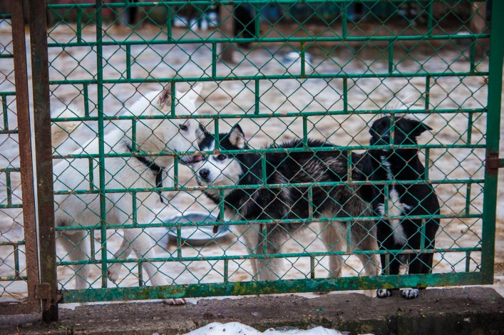 Wyrywają zwierzęta z rąk śmierci: Inspektorzy elbląskiego oddziału OTOZ ANIMALS