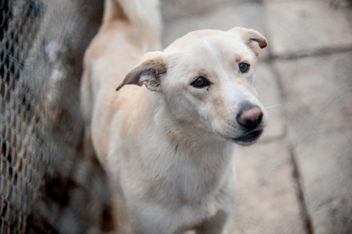 Wyrywają zwierzęta z rąk śmierci: Inspektorzy elbląskiego oddziału OTOZ ANIMALS