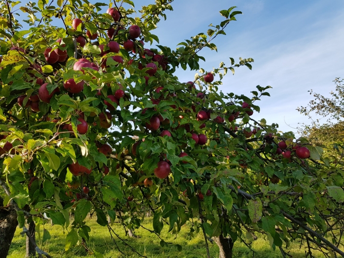 Zawiązały stowarzyszenie w Kamionku Wielkim. Jakie maja plany?
