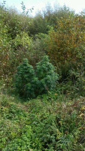 Zlikwidowali plantację konopi indyjskich