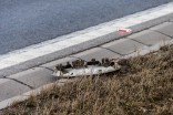 Zdarzenie na obwodnicy Elbląga 28.02.2014