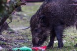 Dziki Nad Jarem i stłuczka z dzikiem