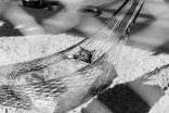 Koty do adopcji - blackwhite