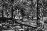 ELBLĄG MOJE MIASTO - PARK MODRZEWIA