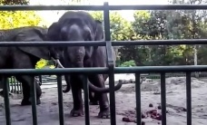 "Tańczący" słoń w ZOO Gdańsk/Oliwa